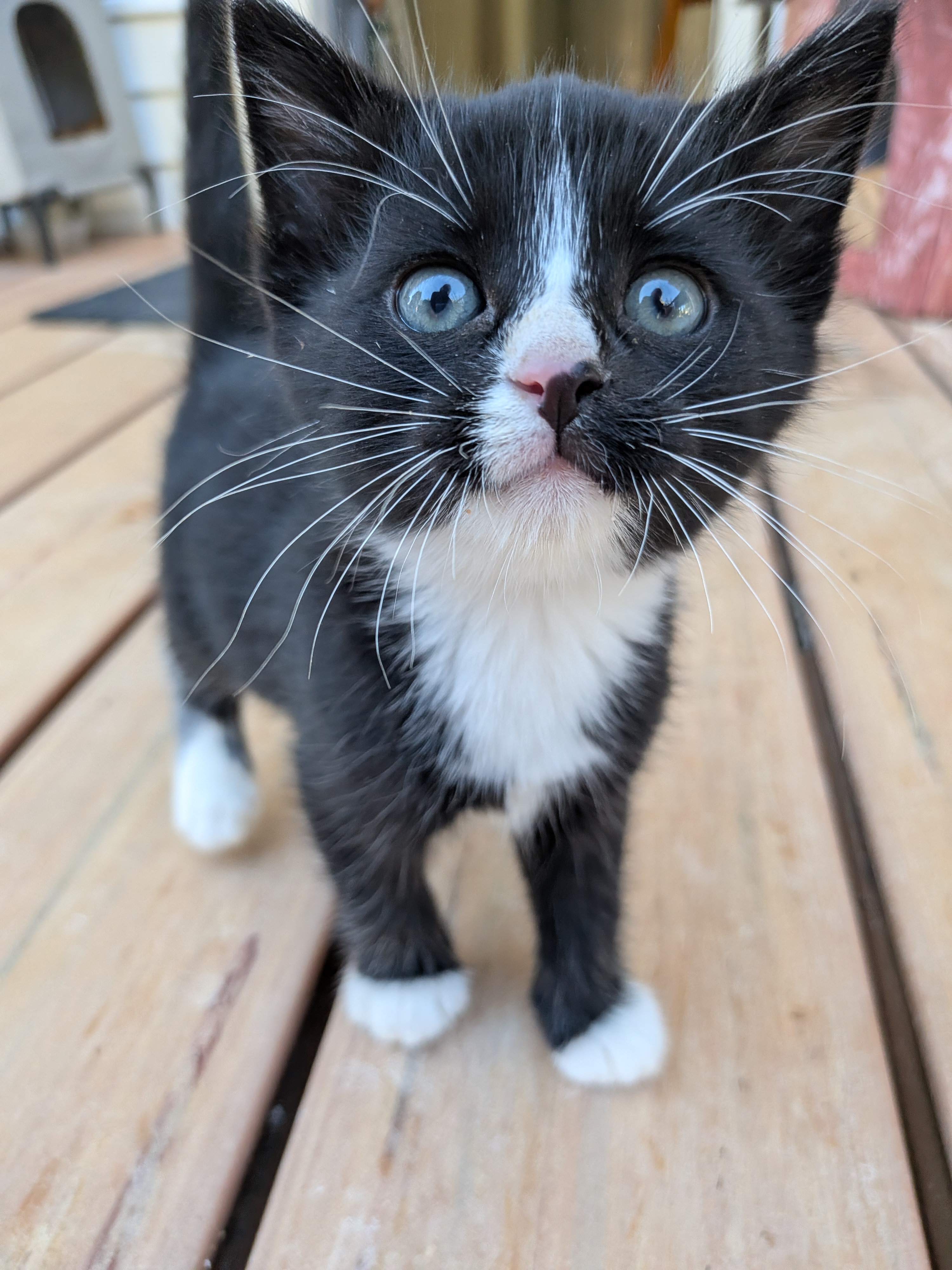 Shelter Stray Male Cat last seen Near Chelemes Way, Clearfield, UT 84015, USA, 1422 E 600 N, Fruit Heights, UT 84037, USA