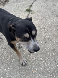 Found/Stray Male Dog last seen Wright, Pensacola, FL 32502