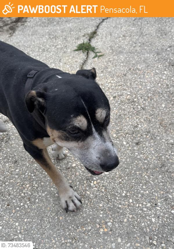 Found/Stray Male Dog last seen Wright, Pensacola, FL 32502