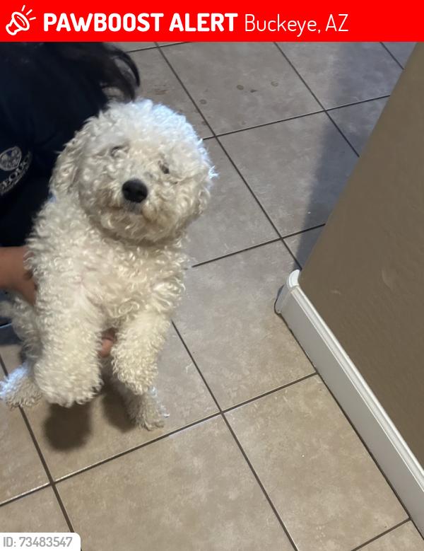 Lost Female Dog last seen 215th dr and Watkins, Buckeye, AZ 85326
