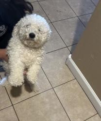 Lost Female Dog last seen 215th dr and Watkins, Buckeye, AZ 85326