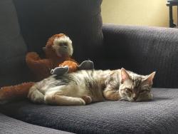 Lost Female Cat last seen 14th and Albany Ave, Bend, OR 97703