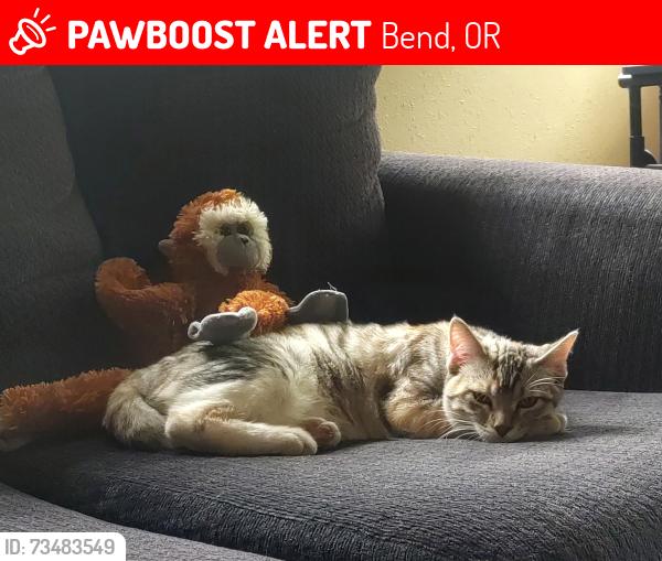 Lost Female Cat last seen 14th and Albany Ave, Bend, OR 97703