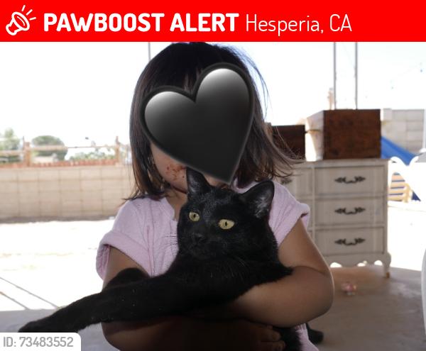 Lost Female Cat last seen Near smoke tree st Hesperia, Hesperia, CA 92345
