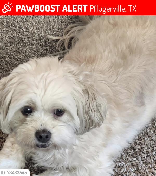 Lost Female Dog last seen Cristal bend, Pflugerville, TX 78660