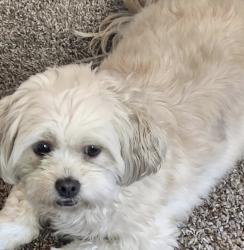Lost Female Dog last seen Cristal bend, Pflugerville, TX 78660