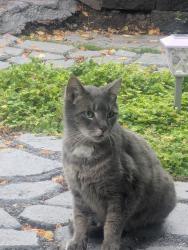 Found/Stray Male Cat last seen East 5th ave and commercial dr, Vancouver, BC V5N 5K1