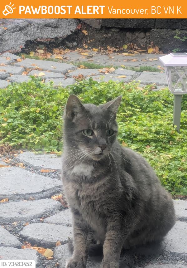 Found/Stray Male Cat last seen East 5th ave and commercial dr, Vancouver, BC V5N 5K1