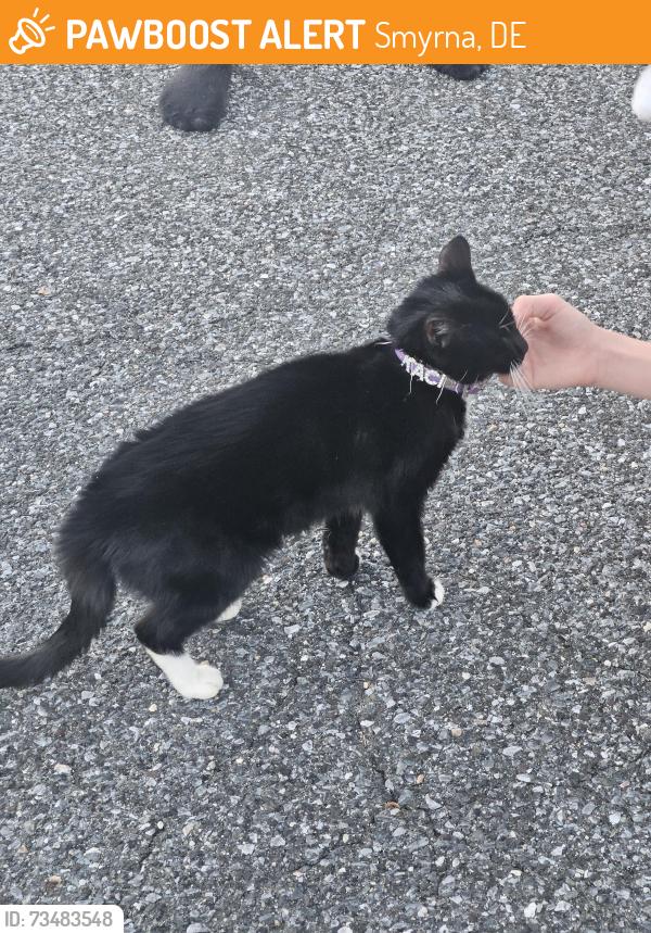 Found/Stray Unknown Cat last seen Sunnyside Elementary, Smyrna, DE 19977