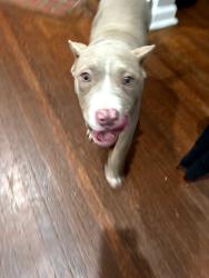 Found/Stray Female Dog last seen 63rd and Jefferson Street, Philadelphia, PA 19151