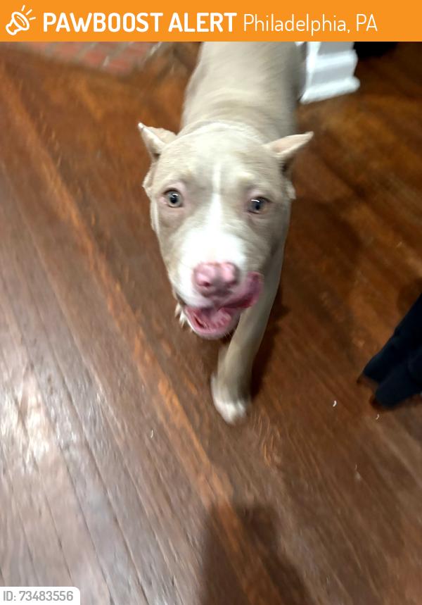 Found/Stray Female Dog last seen 63rd and Jefferson Street, Philadelphia, PA 19151