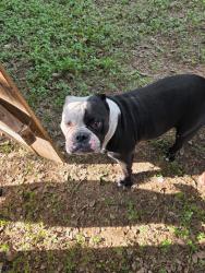 Reunited Female Dog last seen Brodie ln, Austin, TX 78749