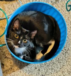 Reunited Male Cat last seen Annapolis and Bidwell St. Between Robert St and Smith Ave n West St Paul, MN, Saint Paul, MN 55118
