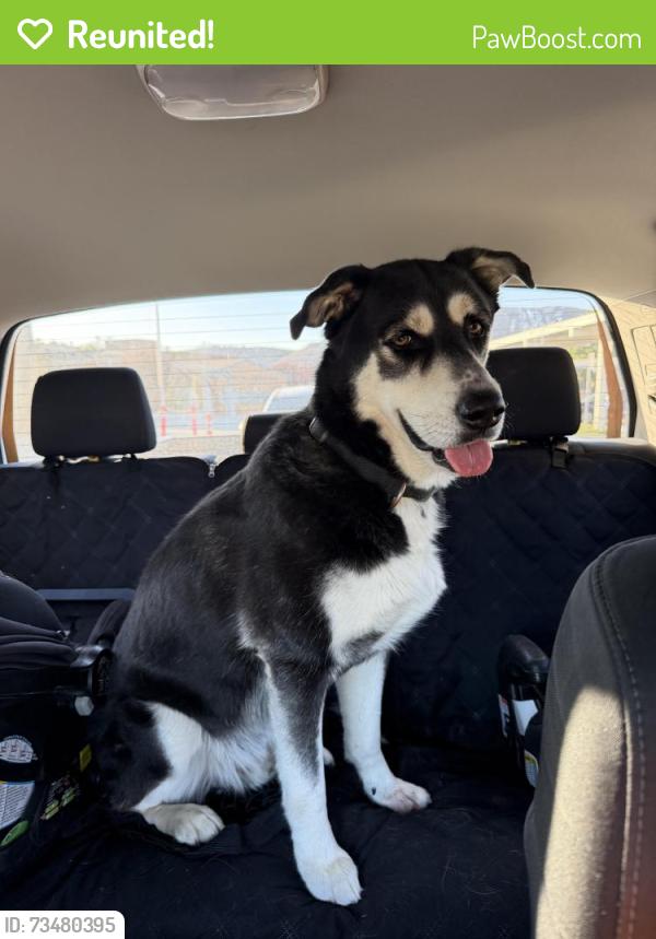 Reunited Male Dog last seen Murrieta Rd and Rolling Hills Dr, Menifee, CA 92584