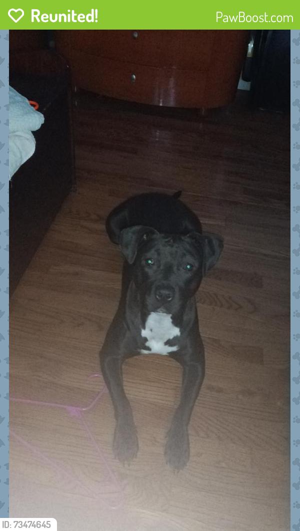 Reunited Female Dog last seen 
