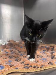 Found/Stray Unknown Cat last seen Located at Rockdale County Animal Service, 1506 Rockbridge Road, Conyers, GA 30012, Conyers, GA 30012