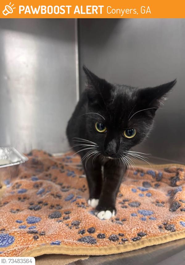 Found/Stray Unknown Cat last seen Located at Rockdale County Animal Service, 1506 Rockbridge Road, Conyers, GA 30012, Conyers, GA 30012