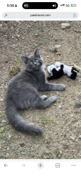 Lost Male Cat last seen Monsey, Monsey, NY 10952
