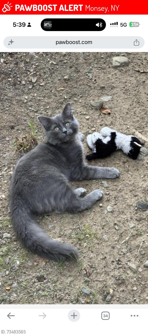 Lost Male Cat last seen Monsey, Monsey, NY 10952