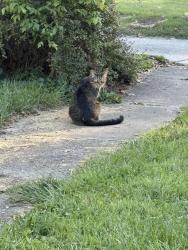 Found/Stray Unknown Cat last seen Beechmont Ave and Bonnie Drive, Cincinnati, OH 45230