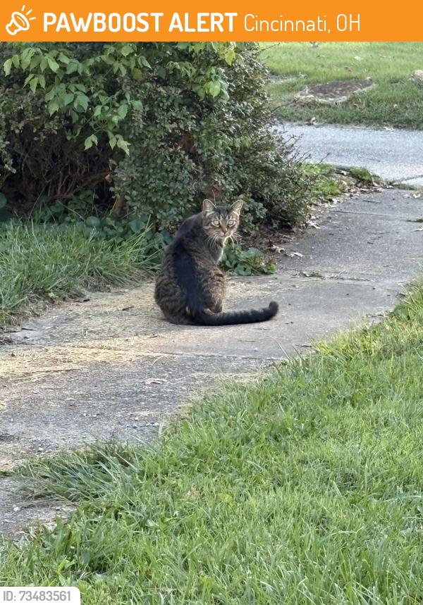 Found/Stray Unknown Cat last seen Beechmont Ave and Bonnie Drive, Cincinnati, OH 45230