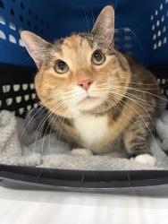 Shelter Stray Female Cat last seen , 593 Fairview Ave N, St Paul, MN 55104, USA