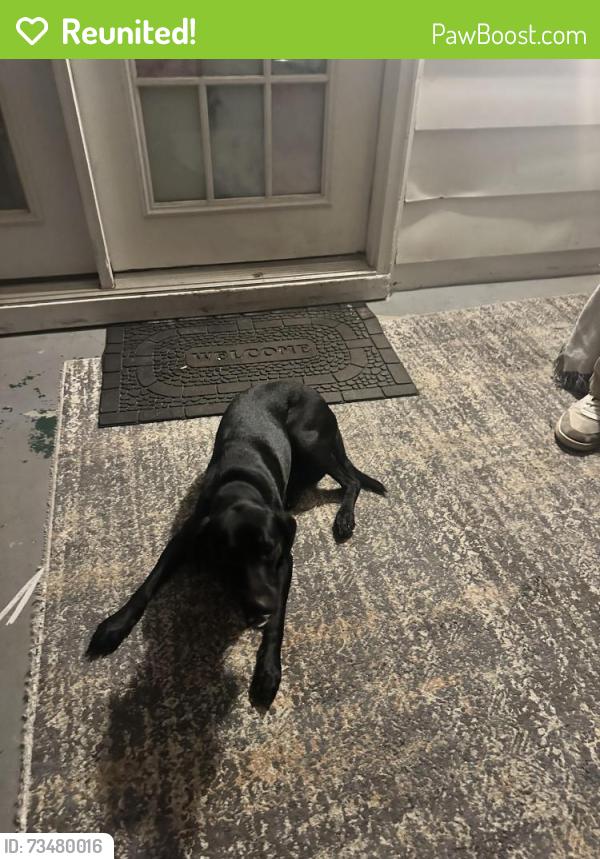 Reunited Female Dog last seen Fews Bridge Road, Taylors, SC 29687