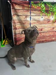 Found/Stray Unknown Dog last seen Located at Rockdale County Animal Service, 1506 Rockbridge Road, Conyers, GA 30012, Conyers, GA 30012