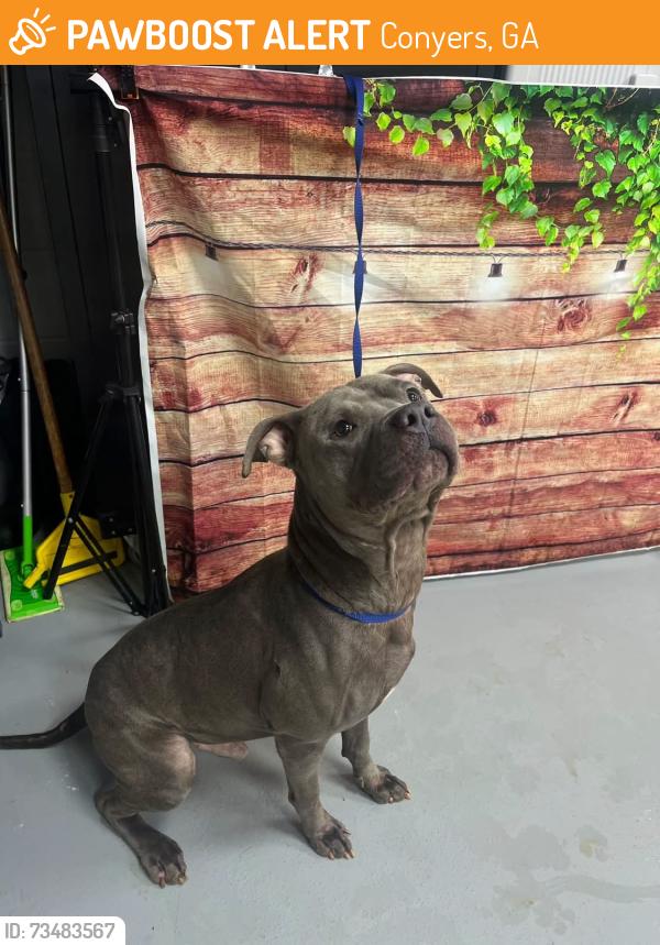 Found/Stray Unknown Dog last seen Located at Rockdale County Animal Service, 1506 Rockbridge Road, Conyers, GA 30012, Conyers, GA 30012