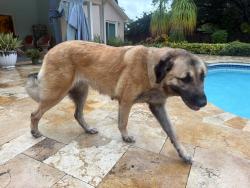 Found/Stray Female Dog last seen Spanish trails, Dunedin, FL 34698