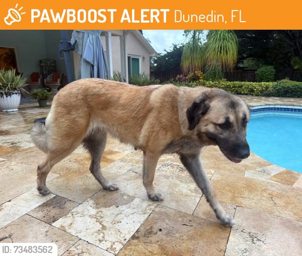 Found/Stray Female Dog last seen Spanish trails, Dunedin, FL 34698