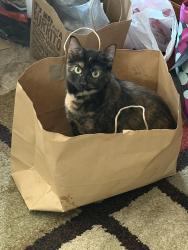 Reunited Female Cat last seen 101st terrace and Quivera, Lenexa, KS 66215