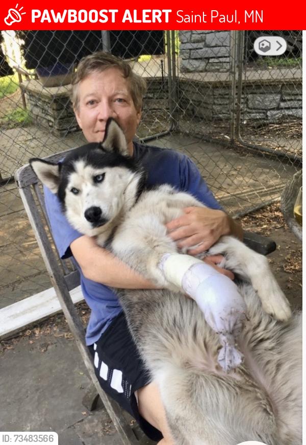 Lost Female Dog last seen Selby Avenue at Cretin, Saint Paul, MN 55104