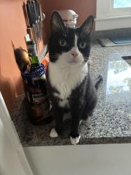 Lost Male Cat last seen sunset hills, Greensboro, NC 27410