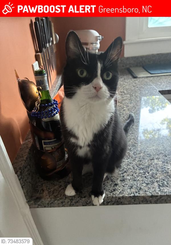 Lost Male Cat last seen sunset hills, Greensboro, NC 27410