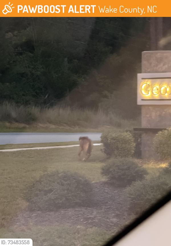 Found/Stray Unknown Dog last seen Georgia’s Landing Simpkins Rd. Raleigh/Garner, Wake County, NC 27603