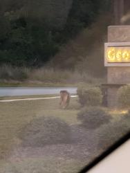 Found/Stray Unknown Dog last seen Georgia’s Landing Simpkins Rd. Raleigh/Garner, Wake County, NC 27603