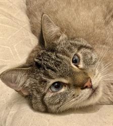 Reunited Male Cat last seen Green Oaks and Park Springs, Arlington, TX 76017