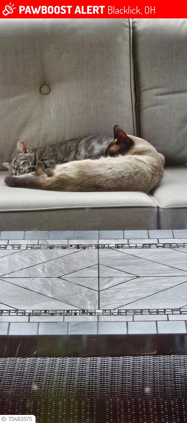 Lost Male Cat last seen Mann road, Blacklick, OH 43004