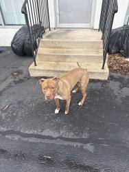 Lost Female Dog last seen Kenilworth ave, Prince George's County, MD 20737