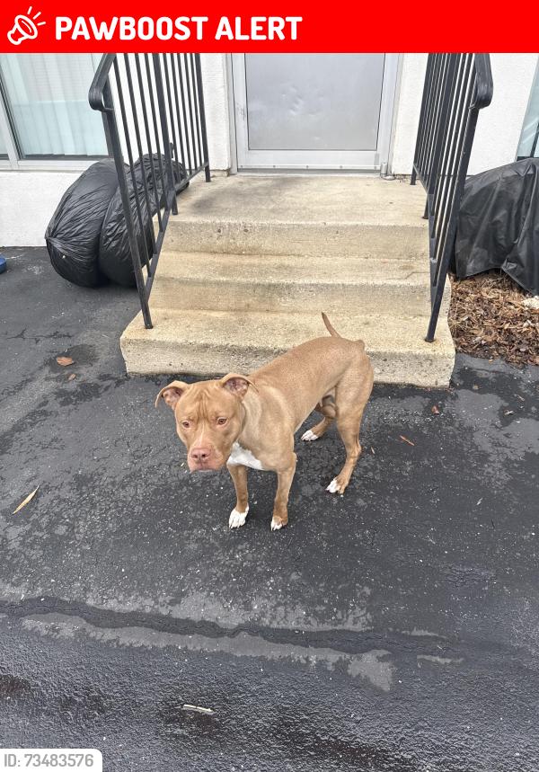 Lost Female Dog last seen Kenilworth ave, Prince George's County, MD 20737