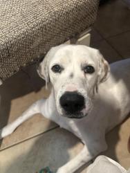 Reunited Female Dog last seen 2 mile and Mayberry, Mission, TX 78574