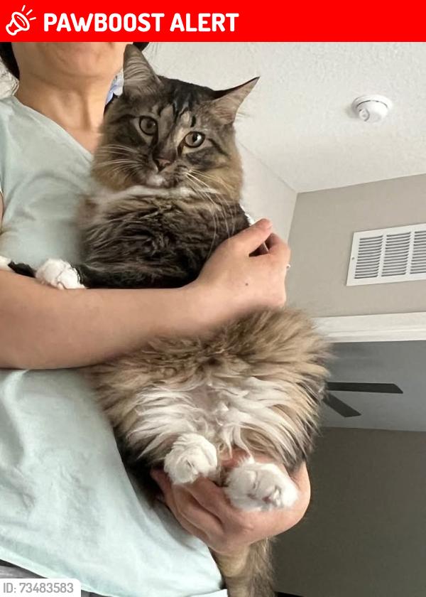 Lost Male Cat last seen W Superstition Blvd and N Ironwood Dr, Apache Junction, AZ 85120