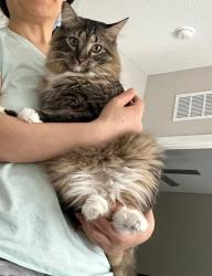 Lost Male Cat last seen W Superstition Blvd and N Ironwood Dr, Apache Junction, AZ 85120