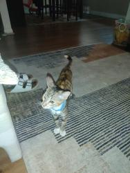 Found/Stray Female Cat last seen Westminster, Garden Grove, CA 92843