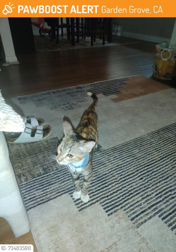Found/Stray Female Cat last seen Westminster, Garden Grove, CA 92843