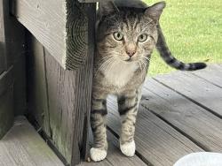 Found/Stray Male Cat last seen Lakeshore Mall and Walmart, Gainesville, GA 30501