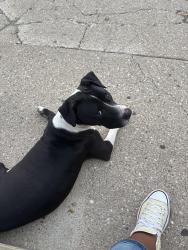 Found/Stray Male Dog last seen Merrick Way, Indianapolis, IN 46222