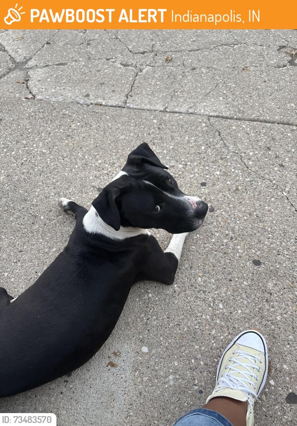 Found/Stray Male Dog last seen Merrick Way, Indianapolis, IN 46222