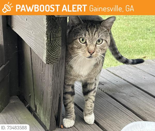 Found/Stray Male Cat last seen Lakeshore Mall and Walmart, Gainesville, GA 30501